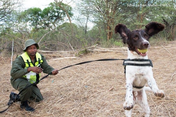 Dexter and his handler.