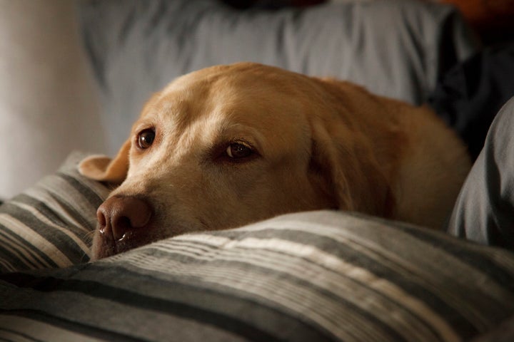 This pup gets it.