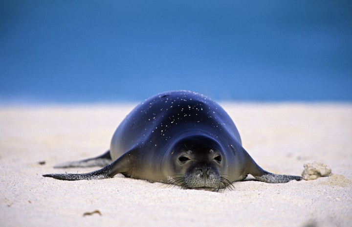 An endangered Hawaiian monk seal lounges on Midway Atoll, in the Northwest Hawaii Islands. 