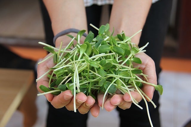 Sprouts are excellent for supplying with nutrients and balancing the hormone