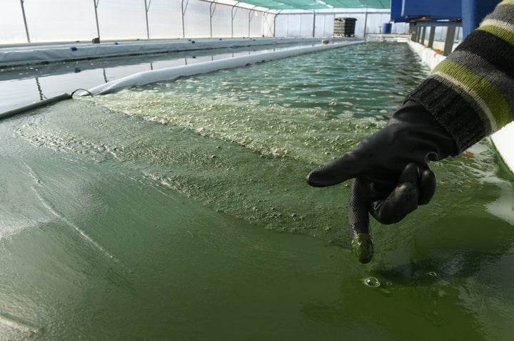 Spirulina processing plant in France.