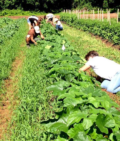 Volunteers working the fields at Carversville Farm Foundation, Carversville, PA