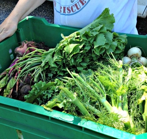 Vegetables from Roots to River Farm, Solebury, PA