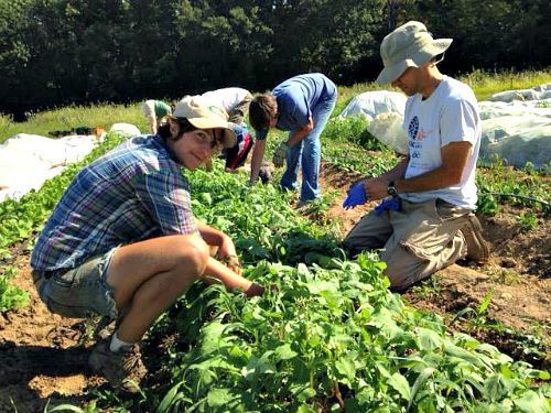 Volunteer gleaners working on Labor Day 2015