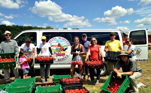 Gleaners after the tomato harvest