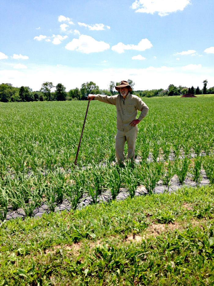 Jim Lyons, owner/farmer, in the rice fields at Blue Moon Acres, Pennington, NJ