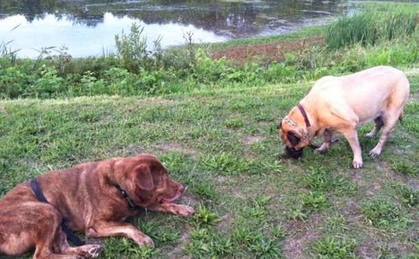 Balthazar, Shelley, lounging at their fave spot, Case Wetlands (RIP friends)