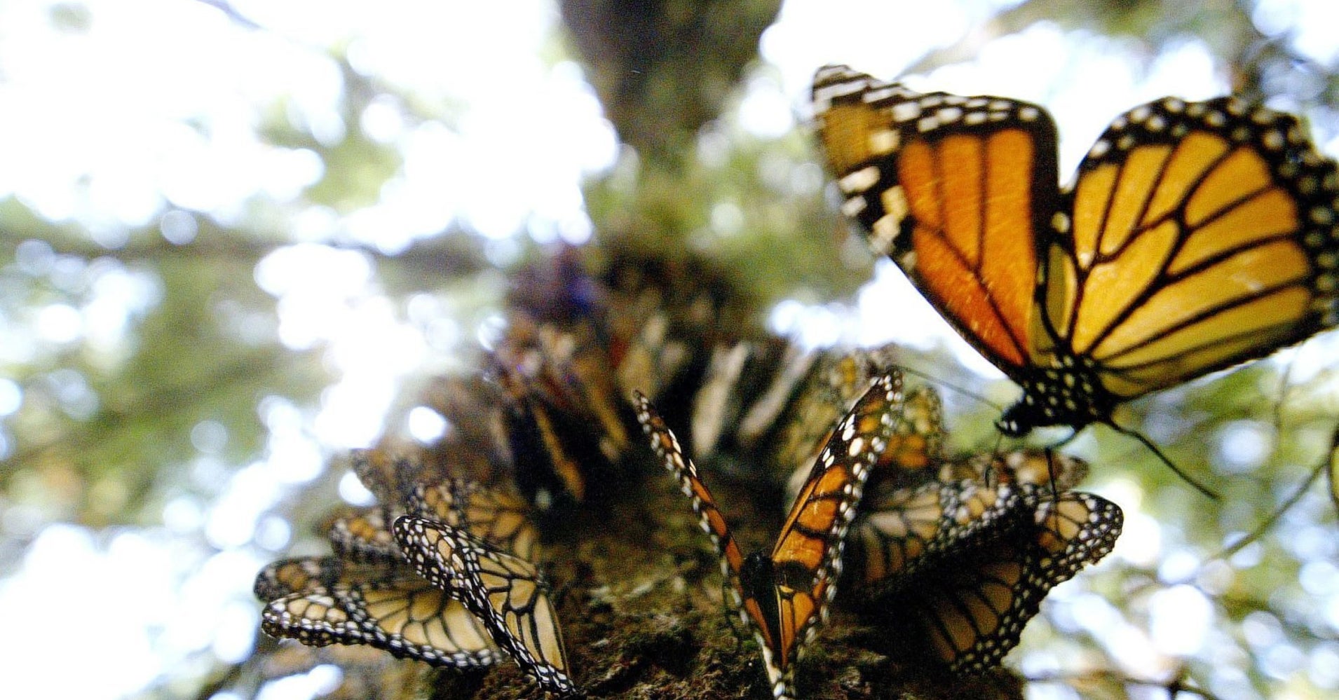 Climate Change Is Destroying Monarch Butterflies' Habitat In Mexico