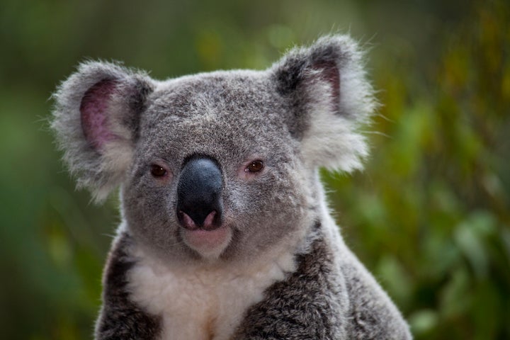 Up to 200 Koalas could go extinct due to the planned construction of a highway.