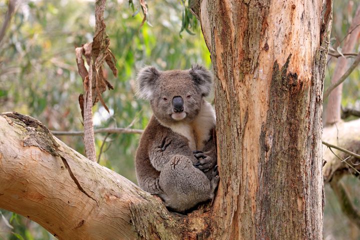 Up to 200 Koalas could go extinct due to the planned construction of a highway.