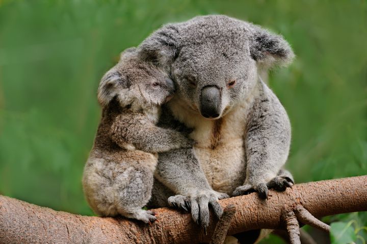 Up to 200 Koalas could go extinct due to the planned construction of a highway.