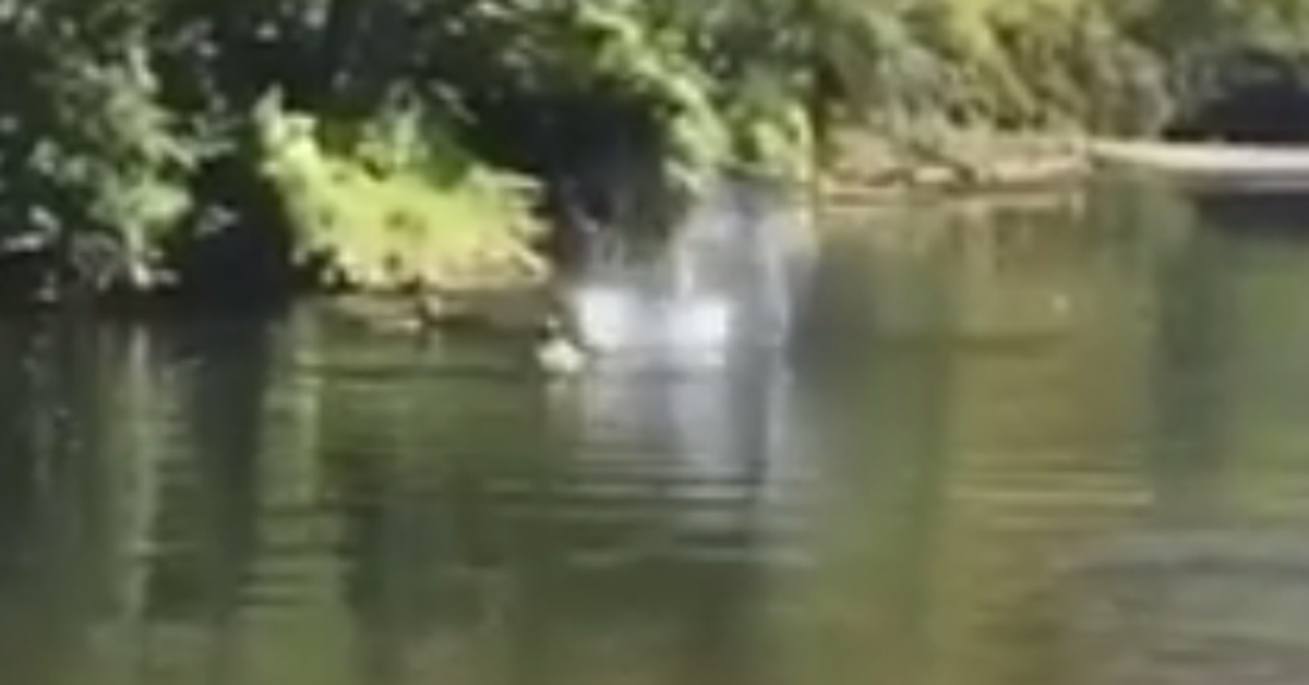 Video Shows Boy, Four, Being Thrown Off US Bridge Into A River By