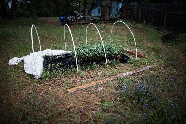 Marijuana starter plants at a farmer’s home that will be transplanted to an outdoor grow. Hayfork, California.