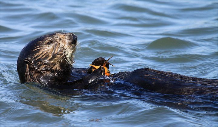 At least three sea otters in California have been found shot. 