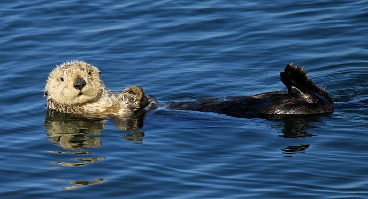 Sea otters are protected under the Marine Mammal Protection Act and California law. 