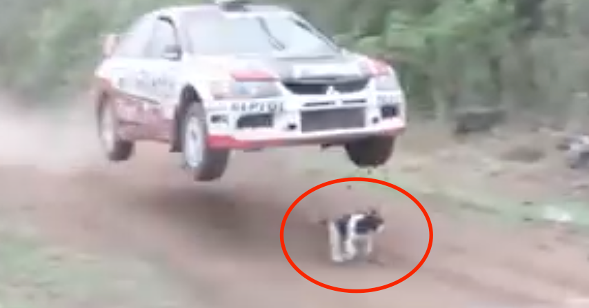 Airborne Rally Car Misses Hitting World's Luckiest Dog By Just Inches