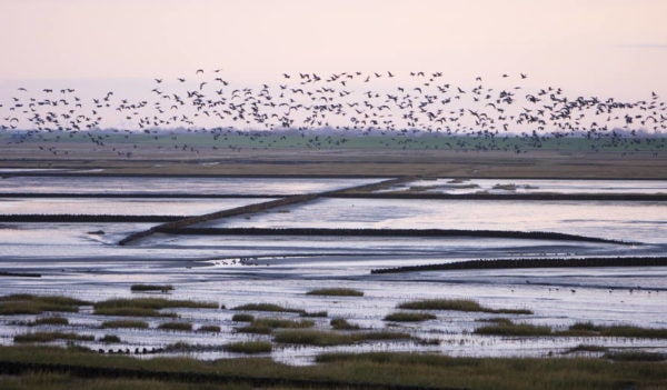 Wadden Sea