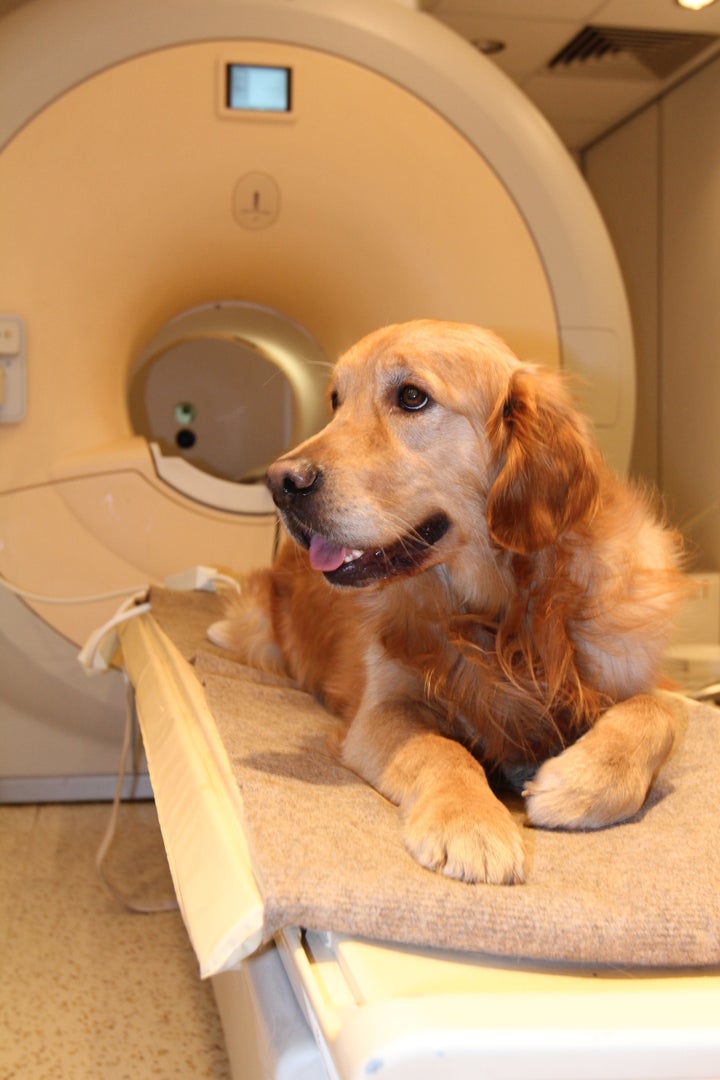 A golden retriever hanging out on the scanner bed.