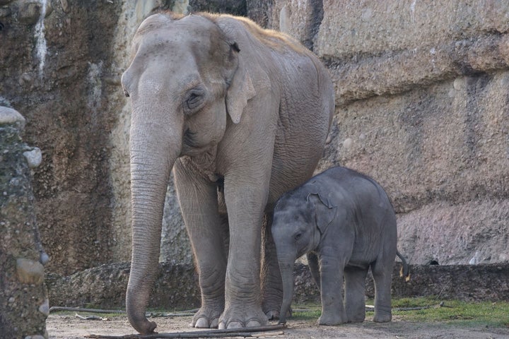 Bullhook Ban is a Step in the Right Direction for Elephants | HuffPost ...