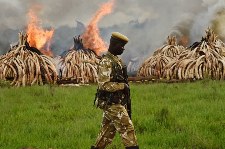 A Kenya Wildlife Services ranger stands guard around stockpiles of illegally taken elephant tusks that are now being burned.