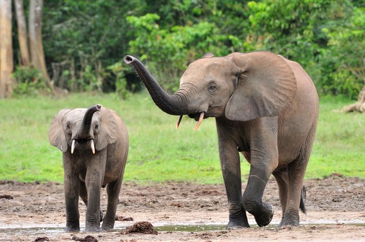 A forest elephant calf and cow at a Dzanga forest clearing in the Central African Republic.