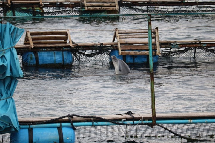 Freshly caught wild bottlenose dolphin spyhopping in sea pen in Taiji, Japan, 2-11-16