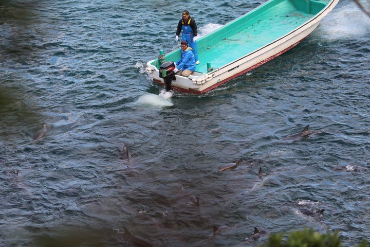 Slaughter of striped dolphins, Taiji, Japan, 1-26-16