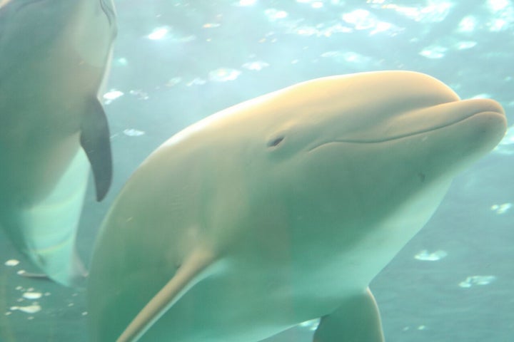 Albino dolphin Angel & Pacific white-sided dolphin at the Taiji Whale Museum, 1-3-16