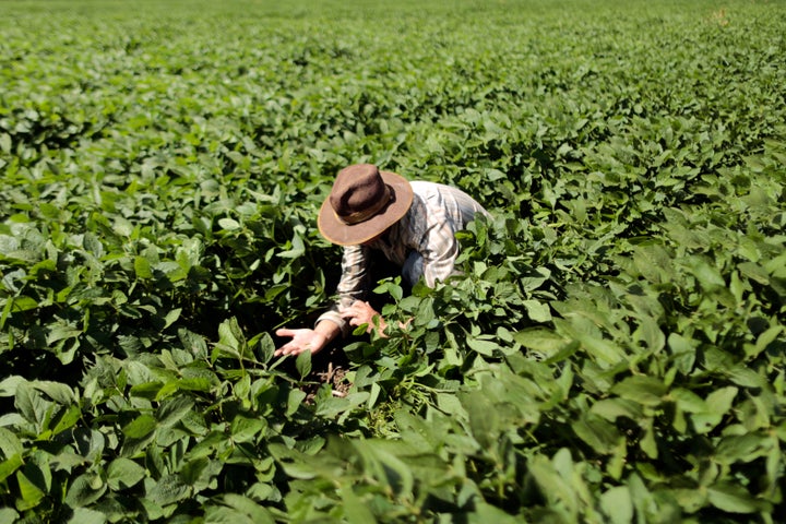 Farmer Rudelvi Bombarda checks his soybean crops for damaging caterpillars in Barreiras, Bahia state, February 6, 2014.