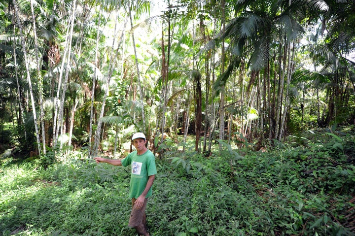 Brazilian farmer Manoel Jose Leite walks in an area reafforested with acai trees, in Anapu, in the northern Brazilian state of Para, on June 1, 2012.