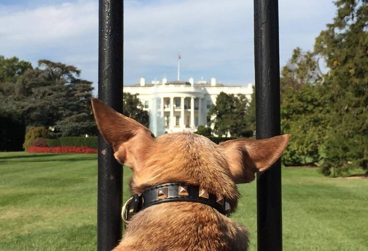 Harley at the White House, Washington, DC