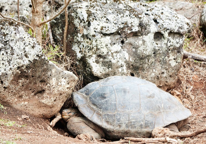 A Galapagos tortoise greets participants at the UNESCO Third World Heritage Marine Managers Conference