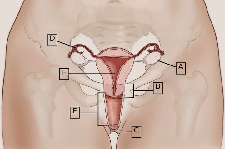 The diagram women were shown. A = Ovaries, B = Cervix, C = Vulva, D = Fallopian Tubes, E = Vagina, F = Uterus (womb)
