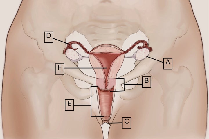 The diagram women were shown. A = Ovaries, B = Cervix, C = Vulva, D = Fallopian Tubes, E = Vagina, F = Uterus (womb)