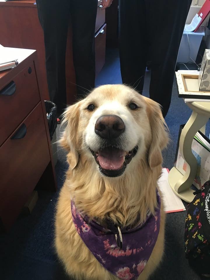 Lily, the therapy dog.