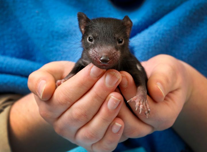 A Tasmanian devil joey.