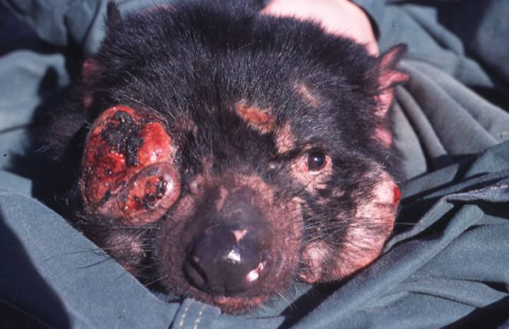 Visible signs of DFTD start with lesions and lumps on the face, which then develop into tumors that may spread to t