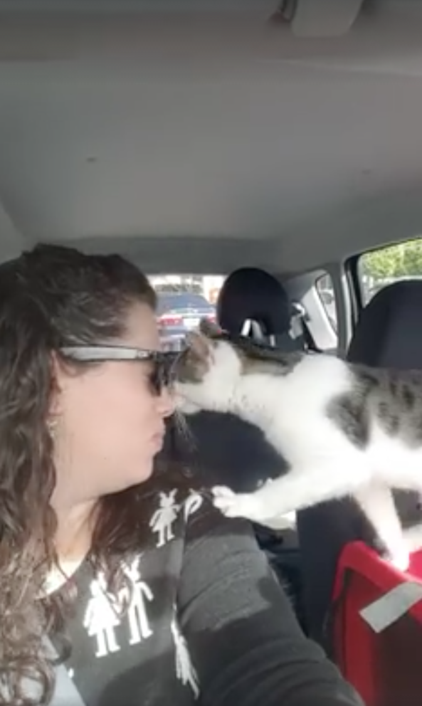 Cat Rescued From Sll Adorable Cat Rescued Hours Before Death Can't Stop Snuggling Saviour ...