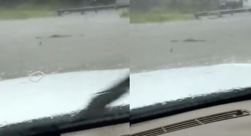 Video taken from inside of a car appears to capture an alligator swimming in a flooded street southwest of Tampa, Florida on Wednesday.