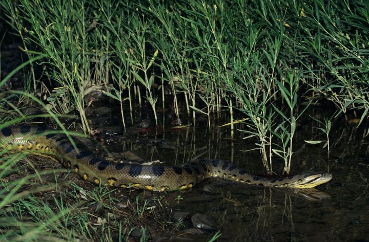 Anacondas, which are native to South America, can grow more than 29-feet in length.
