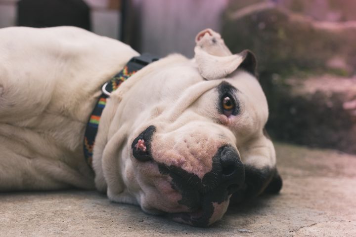 Turbo was a white male American bulldog like the one photographed in this file picture 