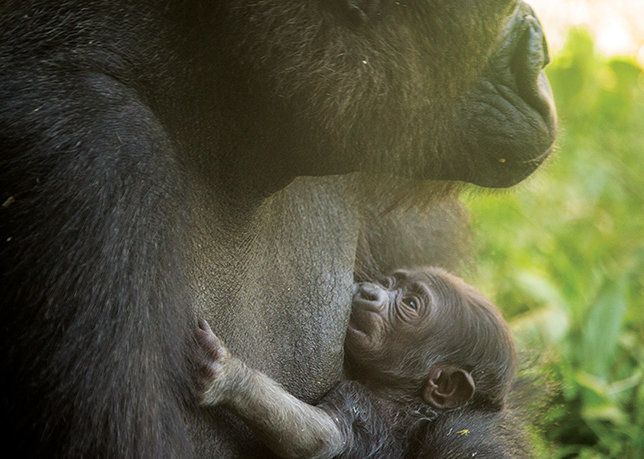 The young, unnamed gorilla in a photo from the Philadelphia Zoo.