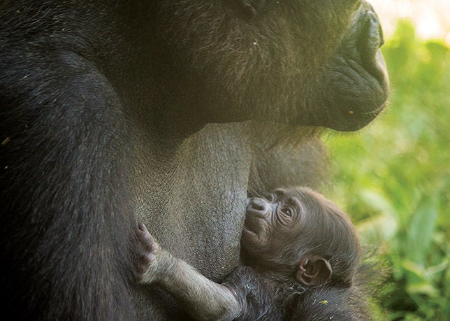 The young, unnamed gorilla in a photo from the Philadelphia Zoo.