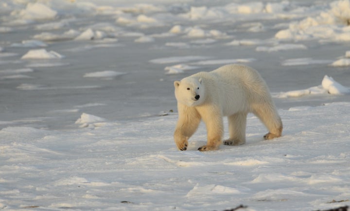 Without bold action on climate change, government officials will be more worried about floods, famines, and refugee problems by the end of this century than caring about polar bears or rhinos.