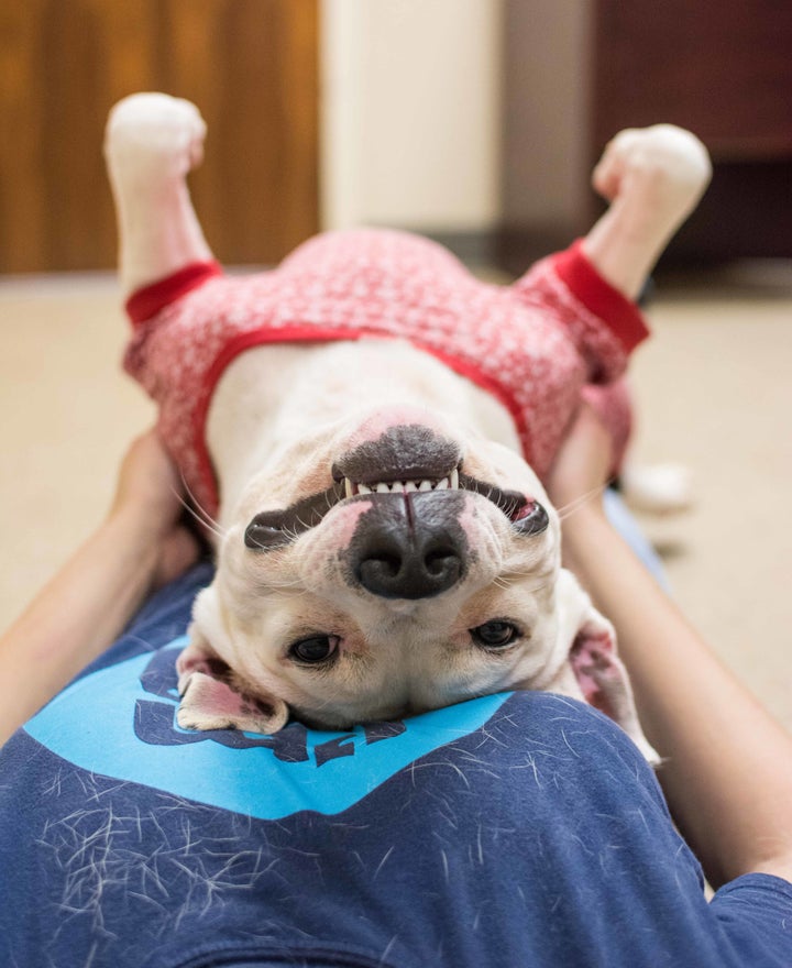 Why WOULDN'T someone want to have a slumber party with a pup like this one? 