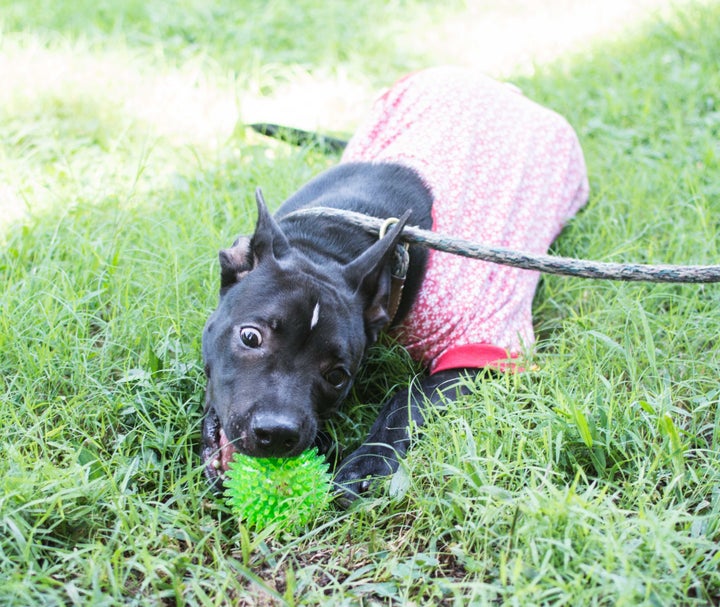 The group sends the pups out with anything they might need for their night out with a family. 