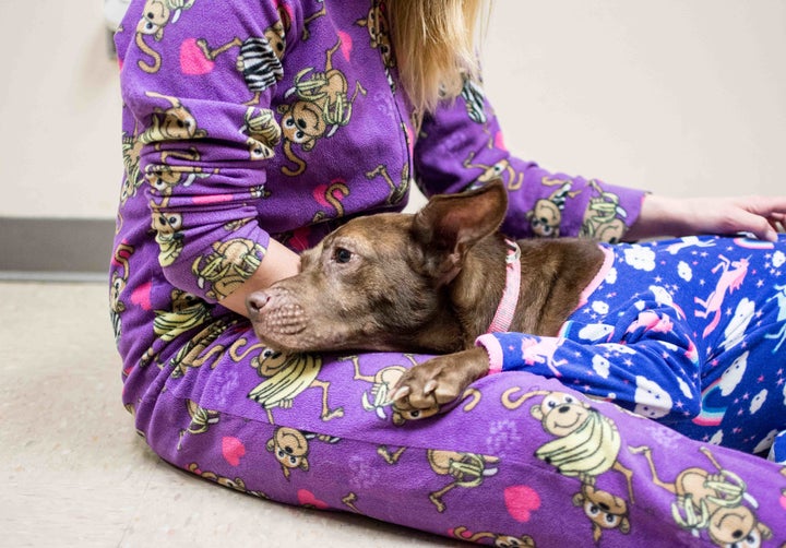 This Nonprofits Shelter Pup Sleepovers Aim To Help Spur Adoption