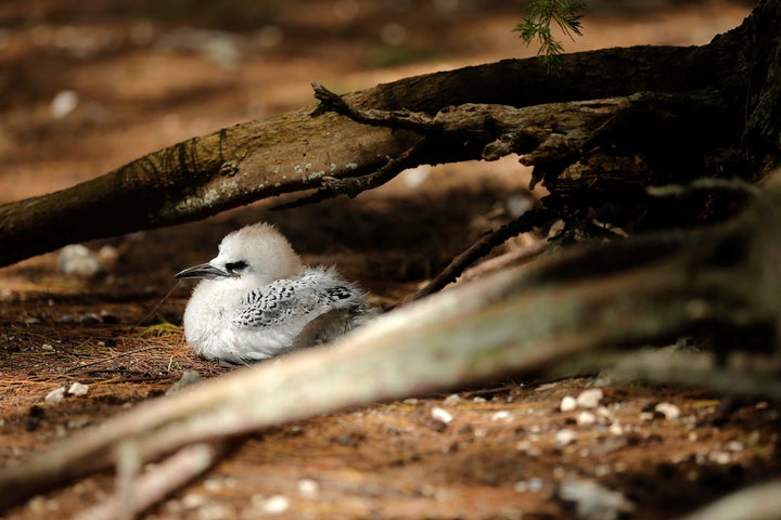 A Tropicbird chick nests on the ground, where President Barack Obama and his golf car motorcade passed on a visit to Papahanaumokuakea Marine National Monument, Midway Atoll, U.S. September 1, 2016.