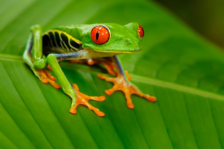 Costa Rica’s red-eyed tree frogs are agile climbers and very photogenic!