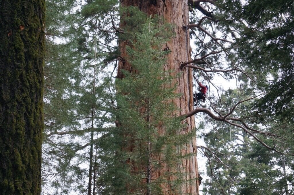 Jake Milarch climbs a giant redwood.